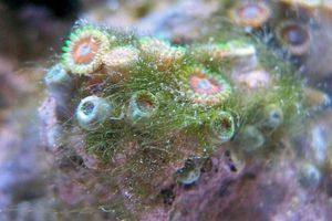 Нежелательные водоросли в морском аквариуме
