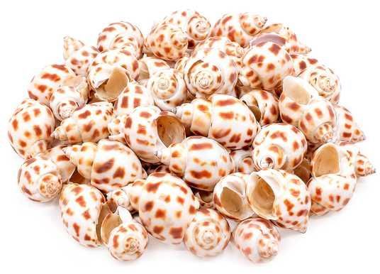 Мушлі вавілоній SuperFish Deco Shell - Reefkeeper – Все для