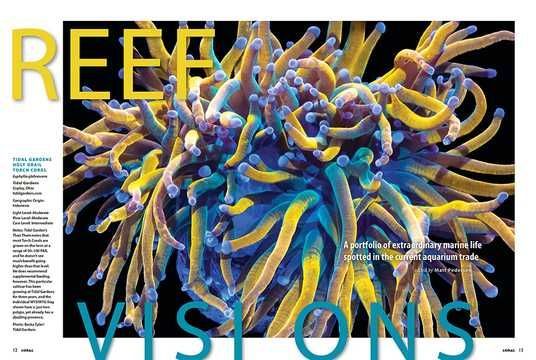Журнал CORAL №3 2026 Collecting The Unthinkable - Reefkeeper – Всё