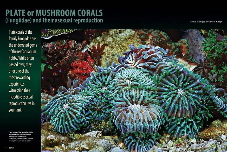 Журнал CORAL №3 2026 Collecting The Unthinkable