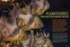 Журнал CORAL №4 2026 Voracious Planktivores