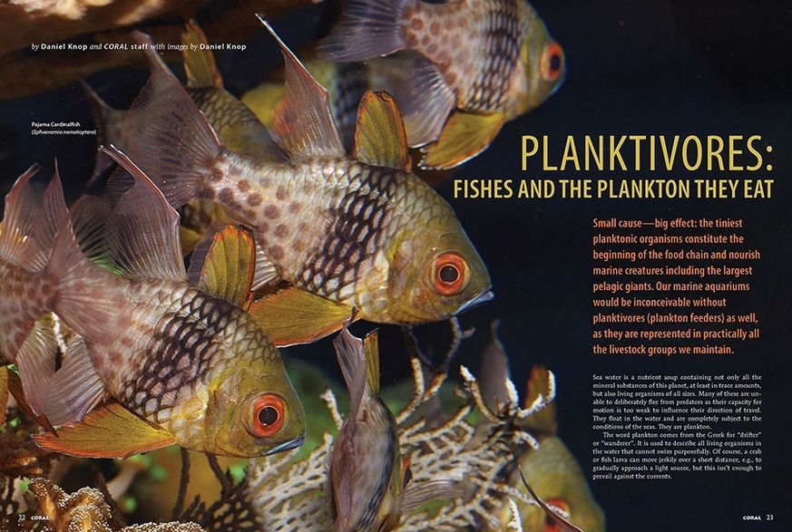Журнал CORAL №4 2026 Voracious Planktivores