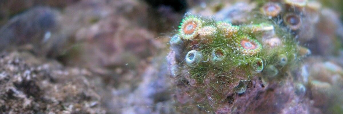 Небажані водорості в морському акваріумі