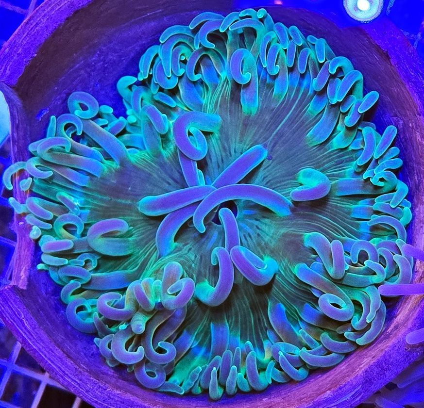Актиния кудрявая