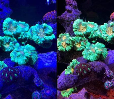 Polyp Lab Coral View Lens V2